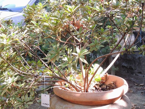 Three azalea plants