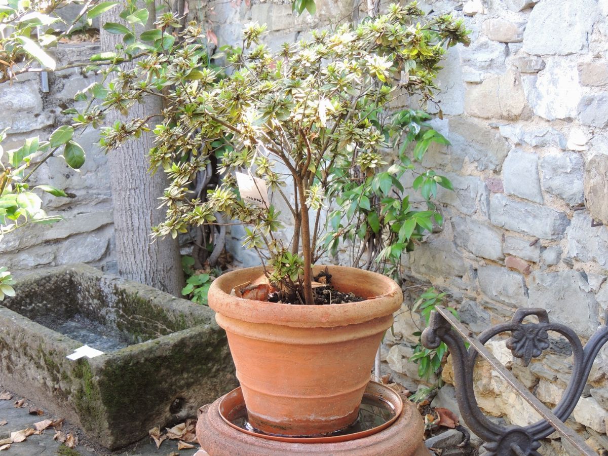 Tre Piante di Azalea