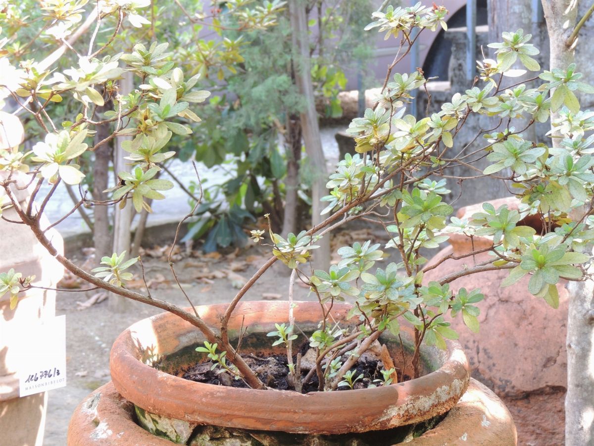 Tre Piante di Azalea