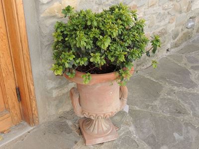 Vaso Mediceo in Terra di Galestro