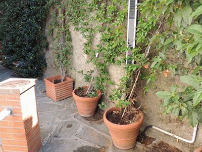 Quattro Vasi in Terracotta