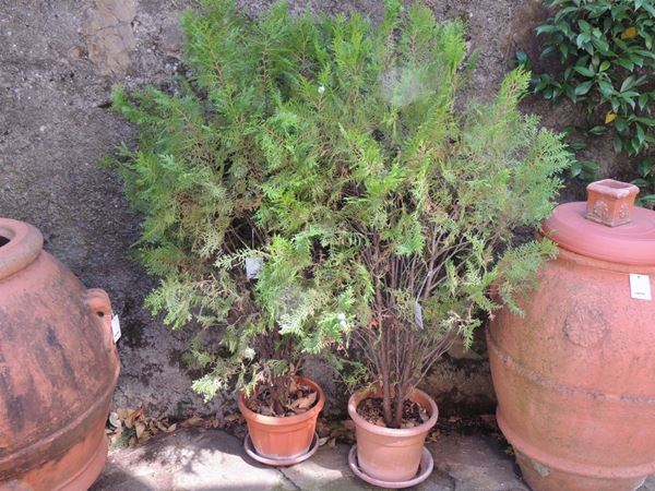 Three thuja plants