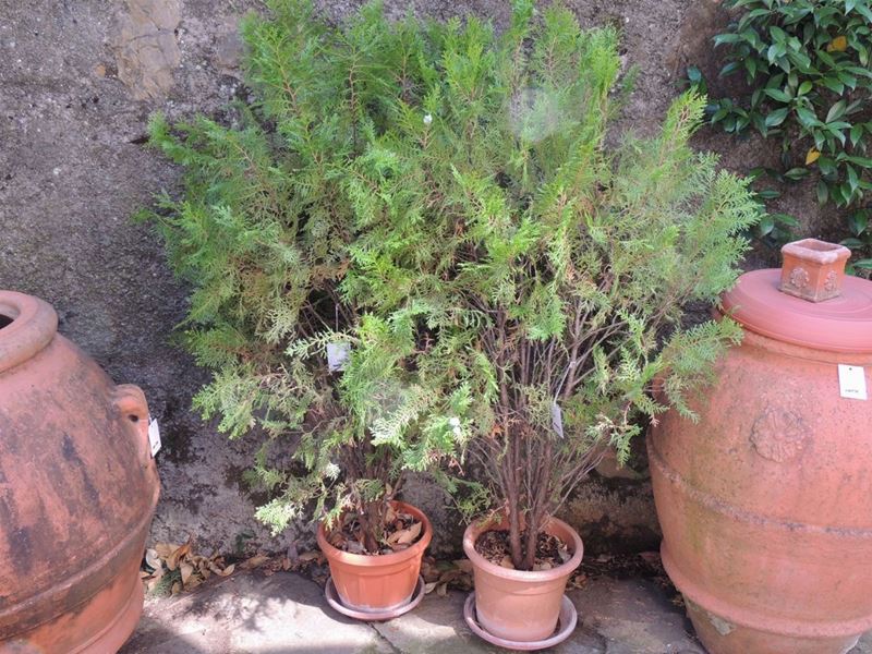Tre Piante di Thuja