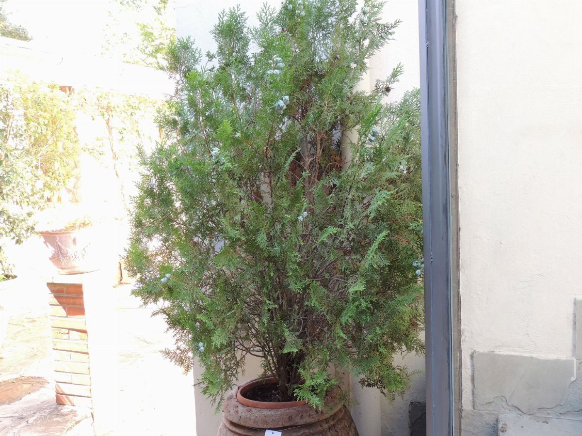 Tre Piante di Thuja