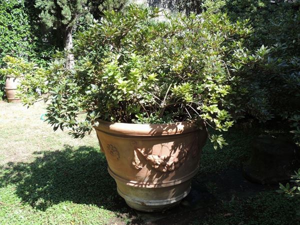 Grande pianta di azalea entro vaso a conca in terracotta