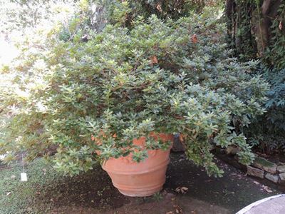 Importante Pianta di Azalea Entro Grande Conca in Terracotta