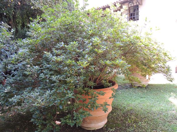 A large azalea plant in terracotta basin  (Italy, Tuscany, Mariani Impruneta)  - Auction House Sale: The Park - Maison Bibelot - Casa d'Aste Firenze - Milano