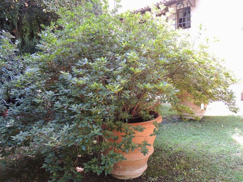 Grande Pianta di Azalea Entro Vaso a Conca in Terracotta