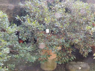 Grande Pianta di Azalea Entro Vaso a Conca in Terracotta