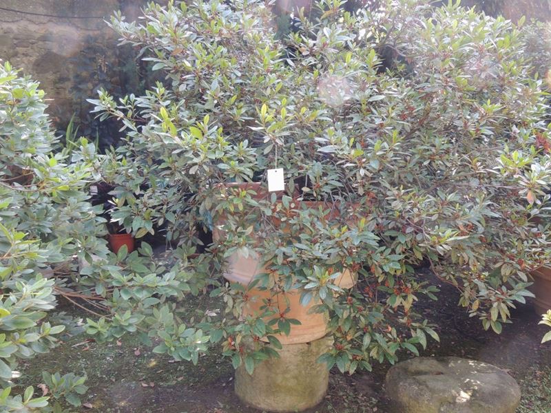 Grande Pianta di Azalea Entro Vaso a Conca in Terracotta