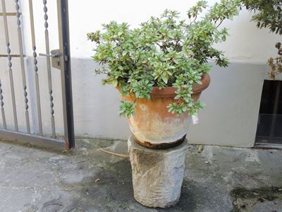 Pianta di Azalea