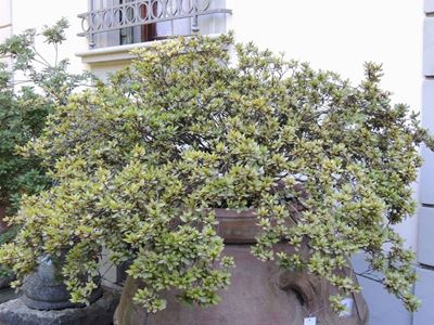 Grande Pianta di Azalea
