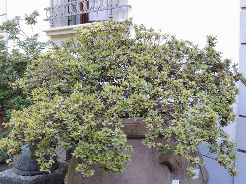 Grande Pianta di Azalea