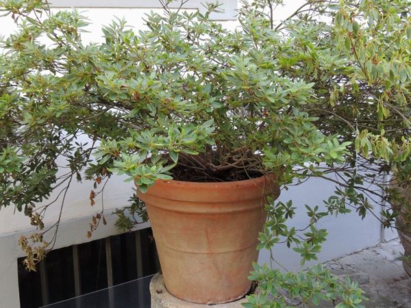 A large azalea plant