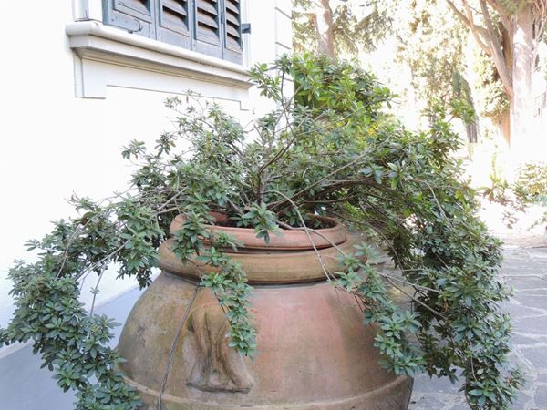 Grande pianta di azalea  - Asta House Sale: Il Parco - Maison Bibelot - Casa d'Aste Firenze - Milano