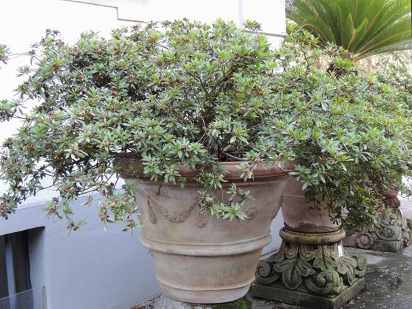 Grande pianta di azalea in vaso a conca di terracotta