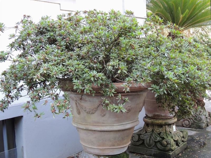 Grande Pianta di Azalea in Vaso a Conca di Terracotta