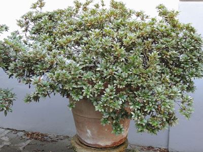 Pianta di Azalea