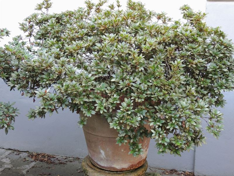 Pianta di Azalea