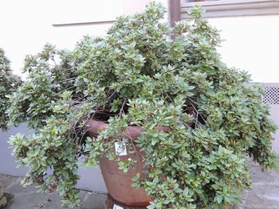 Pianta di Azalea