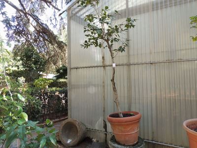 Pianta di Camelia Ad Alberello