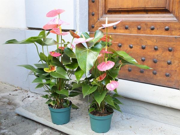 Two plants of anthurium