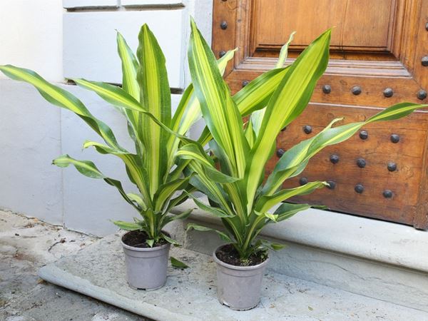 Two plants of dracaena