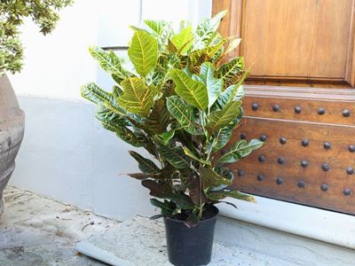 Pianta di Croton