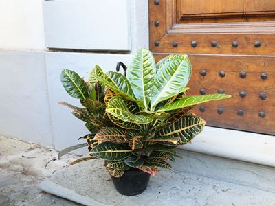 Pianta di Croton
