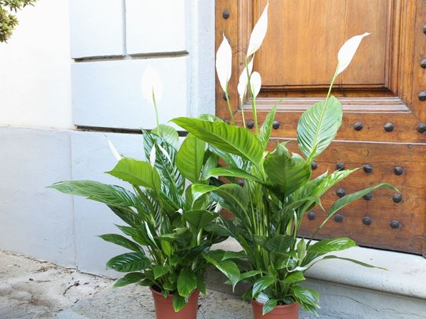 Two plants of spathiphyllum