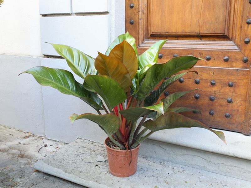 Pianta di Philodendron Emerald