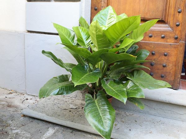 Plant of philodendron emerald