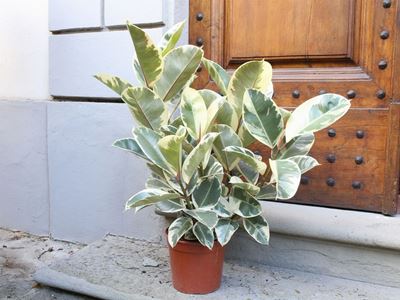 Pianta di Ficus Tineke