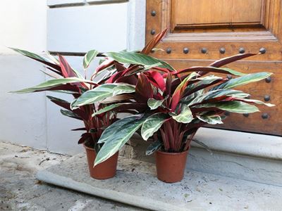 Due Piante di Calatea Variegata