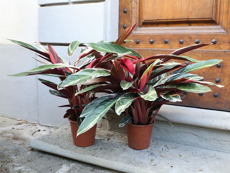 Due Piante di Calatea Variegata