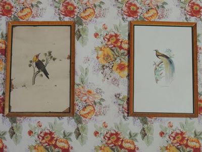 Serie di Quattro Stampe Decorative con Volatili