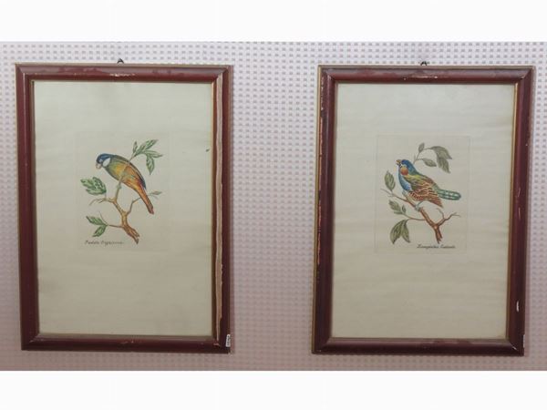 Serie di quattro stampe decorative con volatili