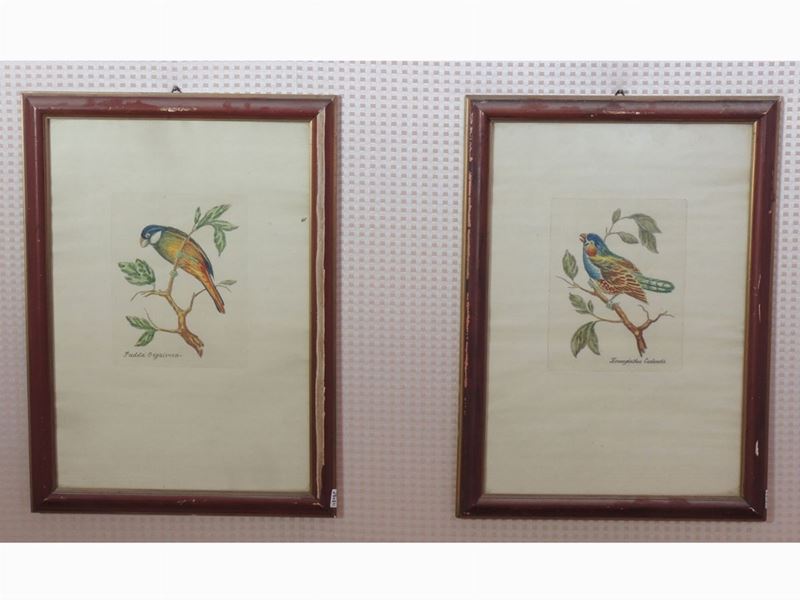 Serie di Quattro Stampe Decorative con Volatili