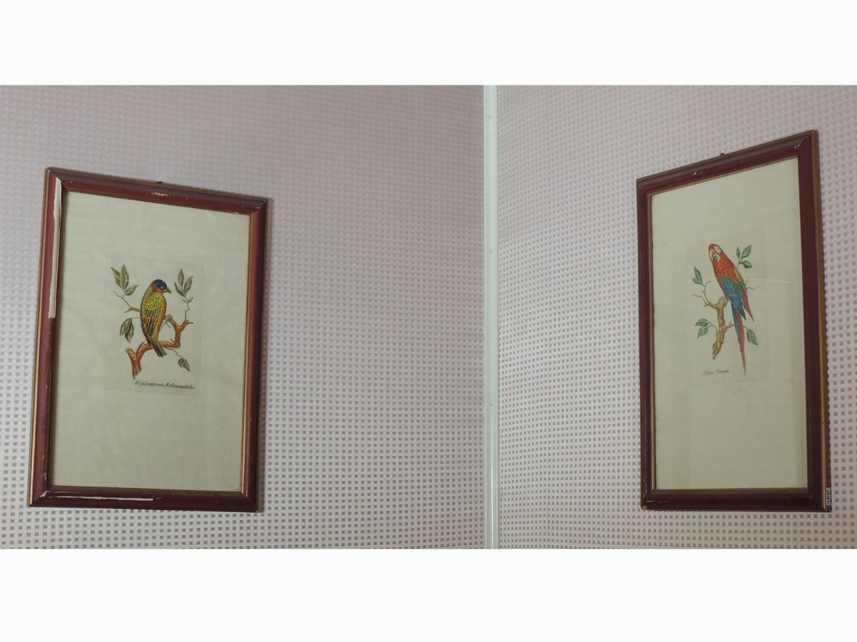 Serie di Quattro Stampe Decorative con Volatili