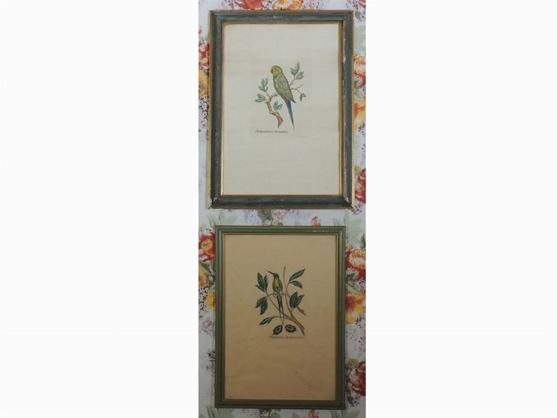 Serie di Quattro Stampe Decorative con Volatili