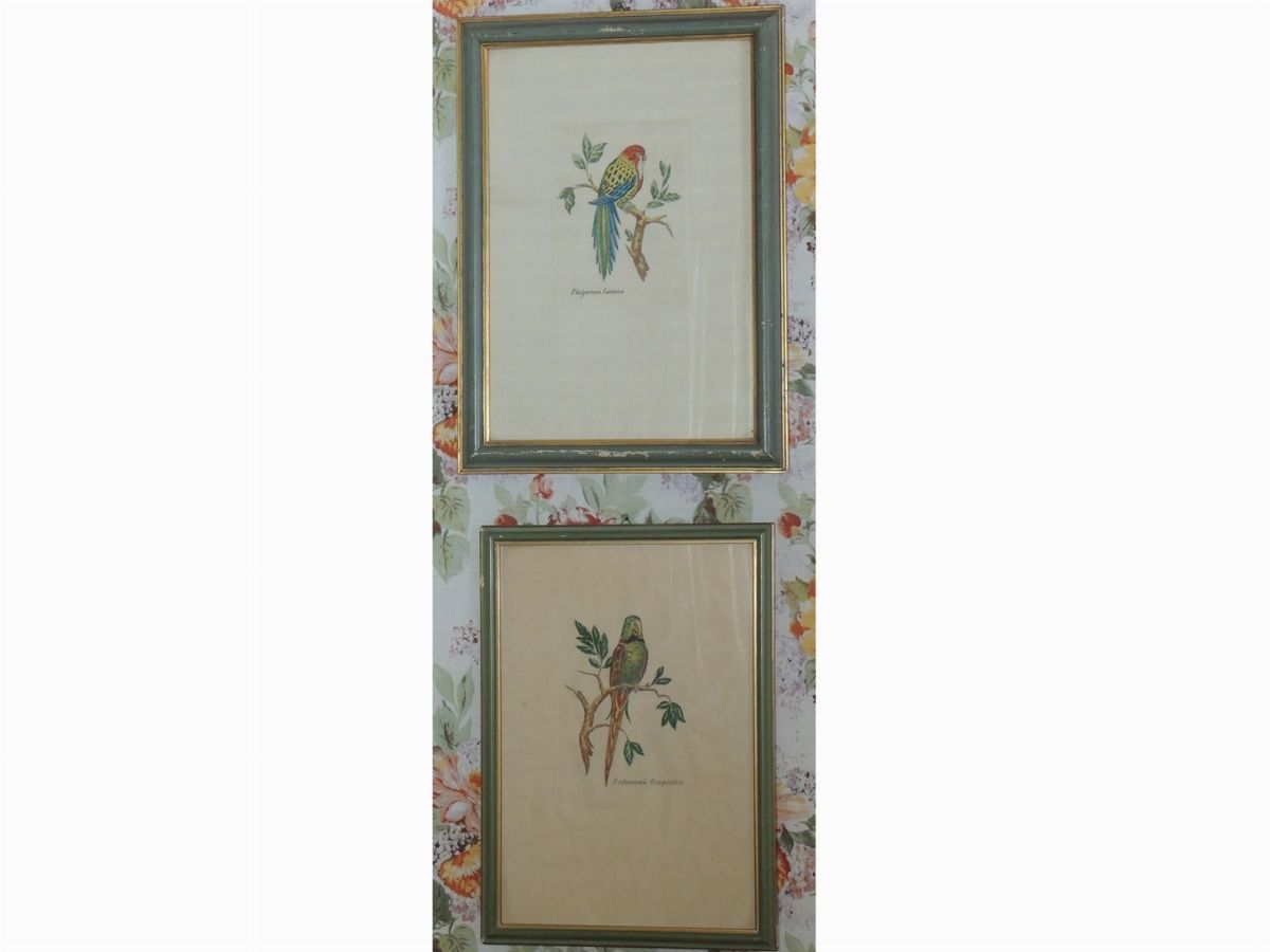 Serie di Quattro Stampe Decorative con Volatili