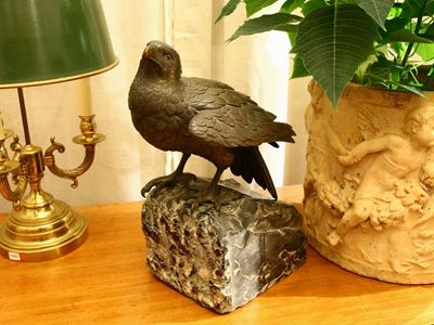 Aquila