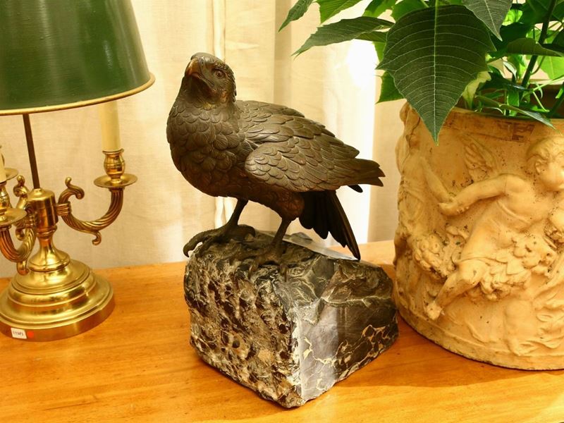 Aquila