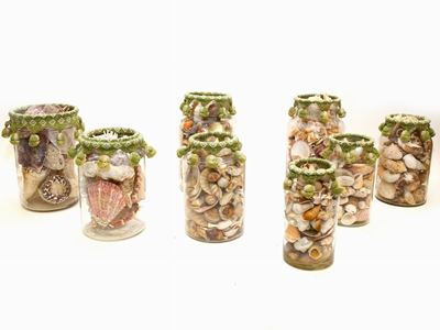 Collezione di Conchiglie