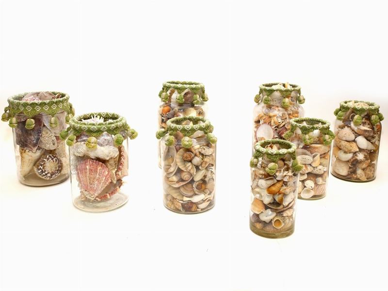 Collezione di Conchiglie