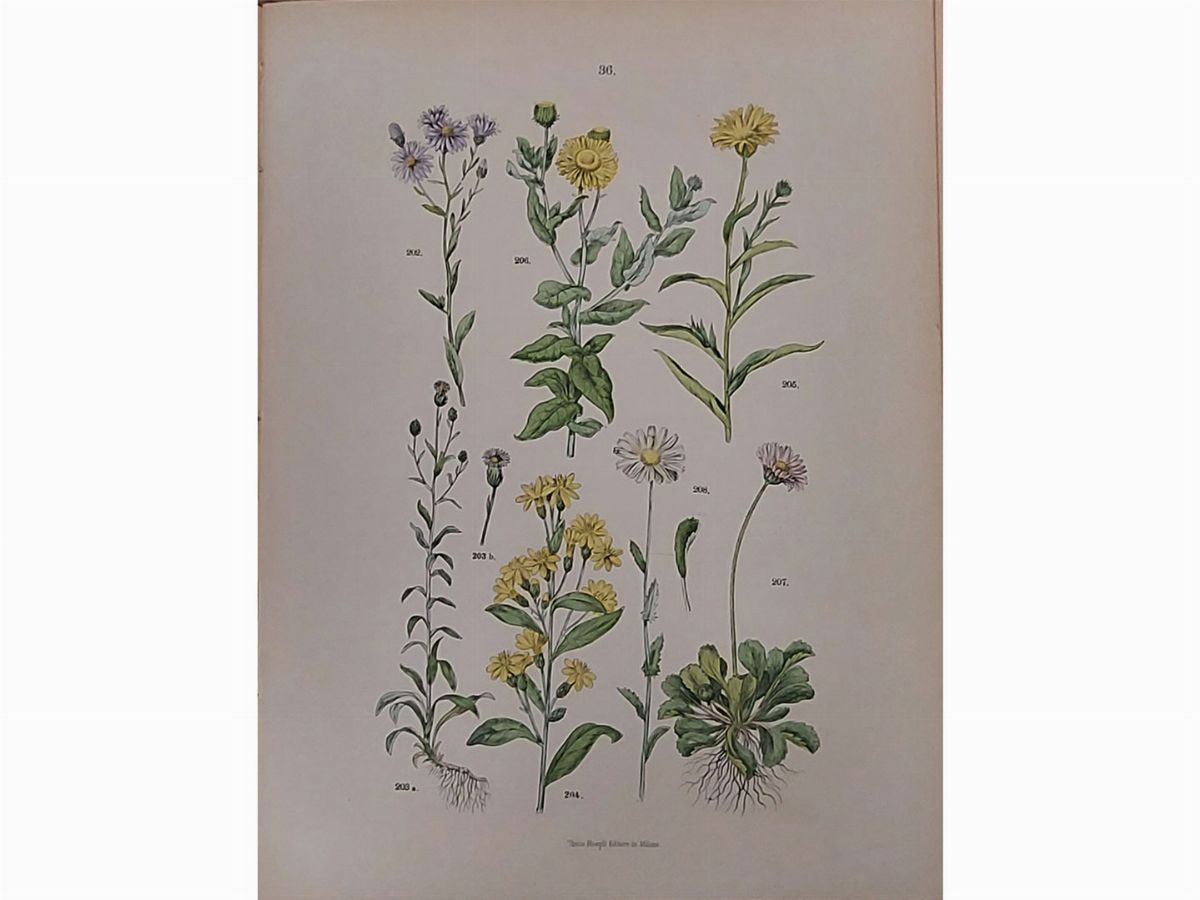 Giovanni Briosi - Atlante Botanico