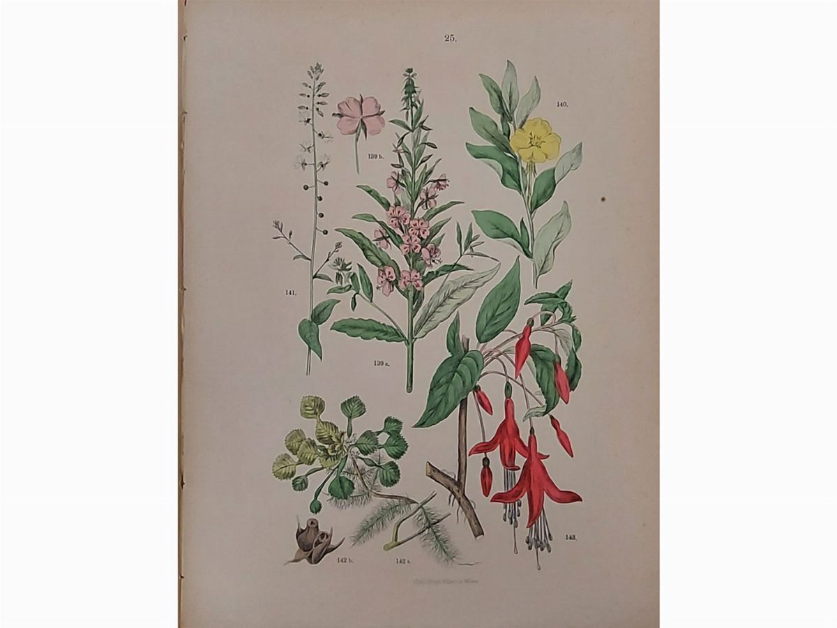 Giovanni Briosi - Atlante Botanico