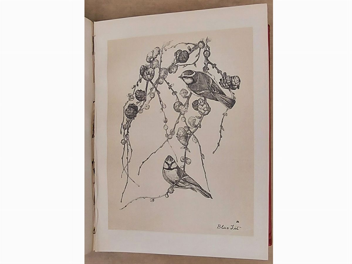 Birds From Moidart And Elsewhere