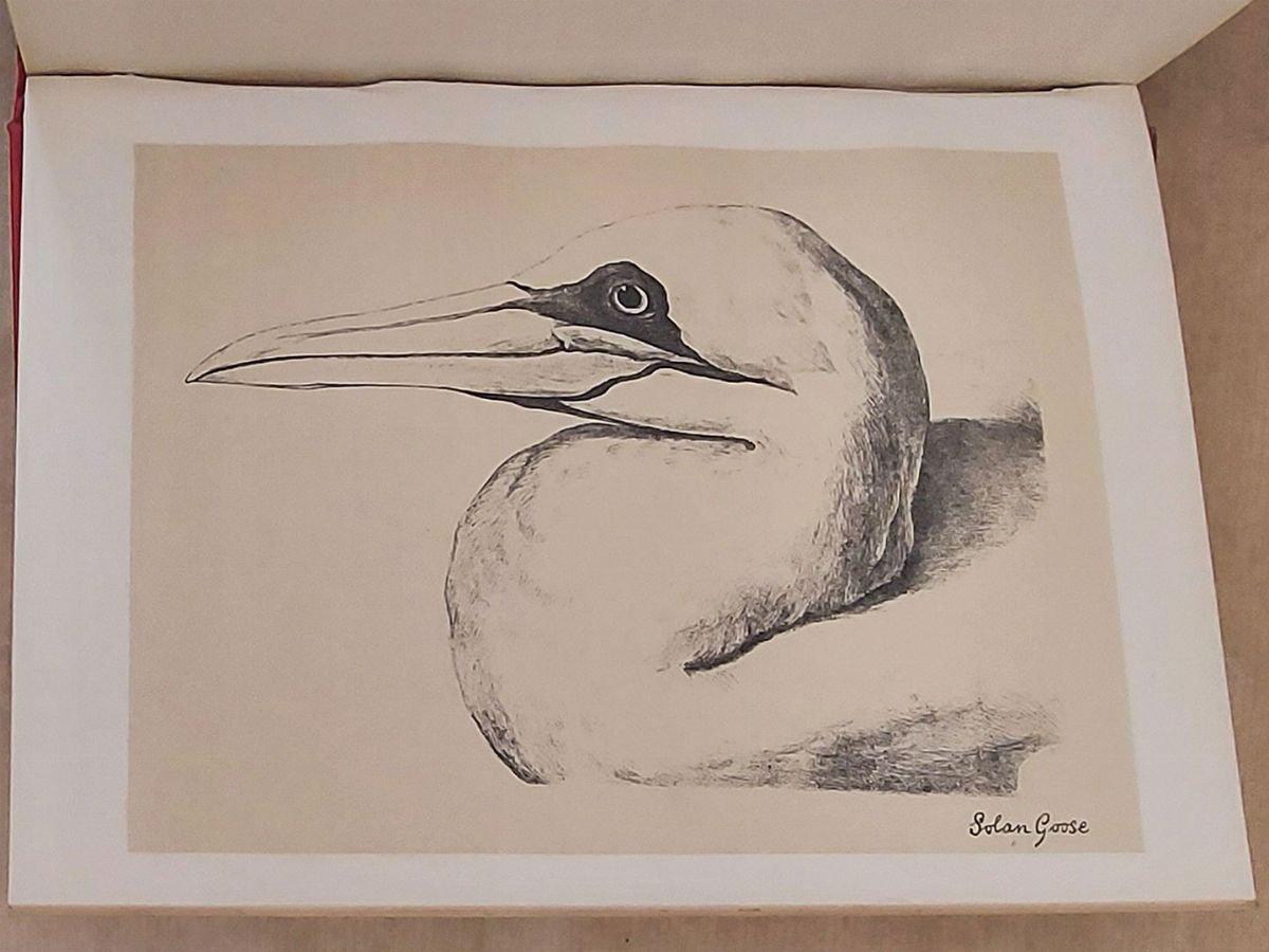Birds From Moidart And Elsewhere