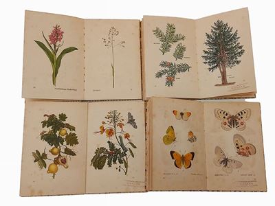 Lotto di Libri Illustrati su Flora e Fauna